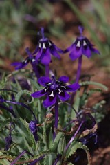 Lapeirousia oreogena