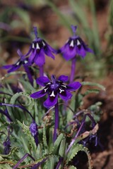 Lapeirousia oreogena