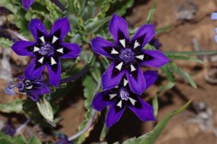 Lapeirousia oreogena