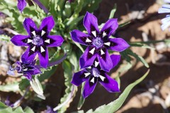 Lapeirousia oreogena