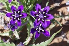 Lapeirousia oreogena