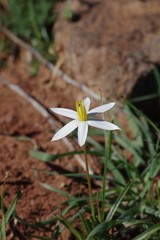 Pauridia serrata albiflora
