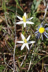 Pauridia serrata albiflora
