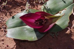 Colchicum coloratum
