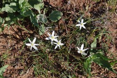 Pauridia serrata albiflora