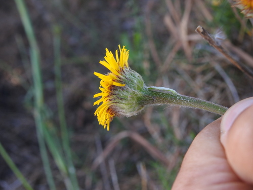 Image of Pulicaria odora by (c) Duarte Frade, some rights reserved (CC BY)