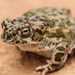 African Green Toad - Photo (c) Alex Ville, some rights reserved (CC BY-NC), uploaded by Alex Ville