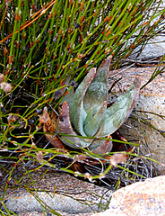 Aloe comptonii
