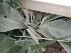 Verbascum songaricum