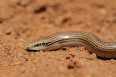 Chalcides sphenopsiformis