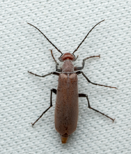 Epicauta lauta (Horn, 1885)