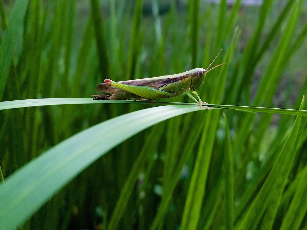Japanese grasshopper