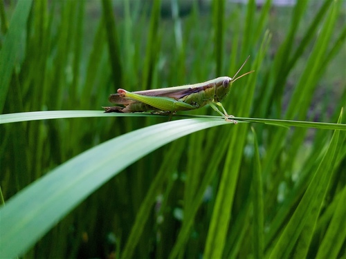 Japanese grasshopper