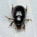 Scavenger and Pill Scarab Beetles - Photo (c) Tony Iwane, some rights reserved (CC BY-NC), uploaded by Tony Iwane