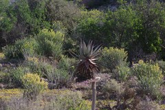 Aloe comosa