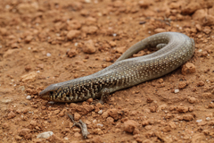Chalcides polylepis