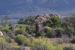 Aloe comosa