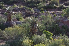 Aloe comosa