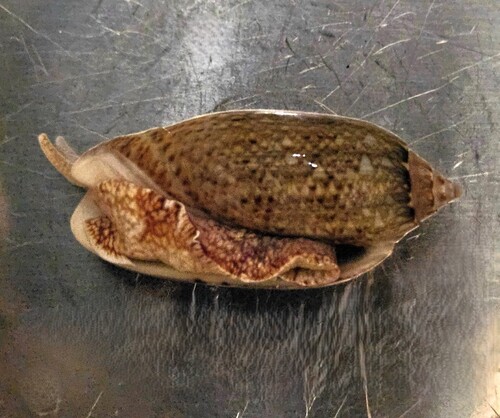 Oliva scripta, 2024-08-25