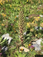 Campanula thyrsoides