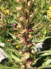 Campanula thyrsoides