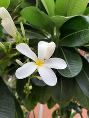 Plumeria obtusa