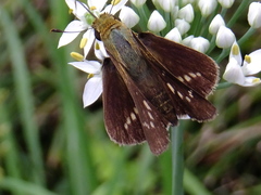 Parnara guttata