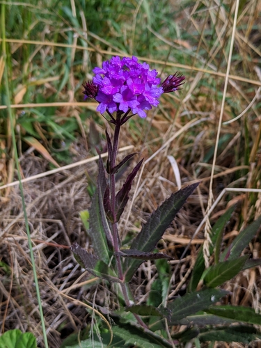 Verbena rigida image