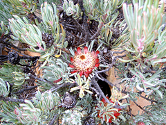 Protea canaliculata