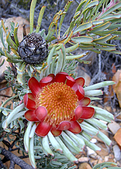 Protea canaliculata