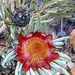 Protea canaliculata - Photo (c) YvettevW, algunos derechos reservados (CC BY-NC), uploaded by YvettevW