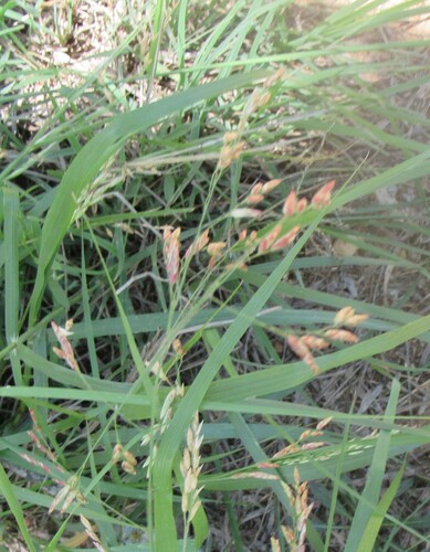 Image of Tridens texanus by (c) Linda Jo Conn, some rights reserved (CC BY)