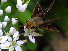 Parnara guttata