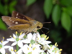 Parnara guttata