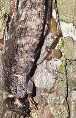 Dicercini