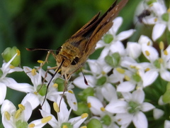Parnara guttata
