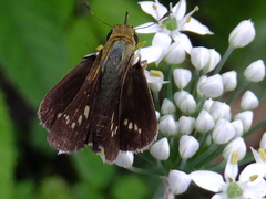 Parnara guttata