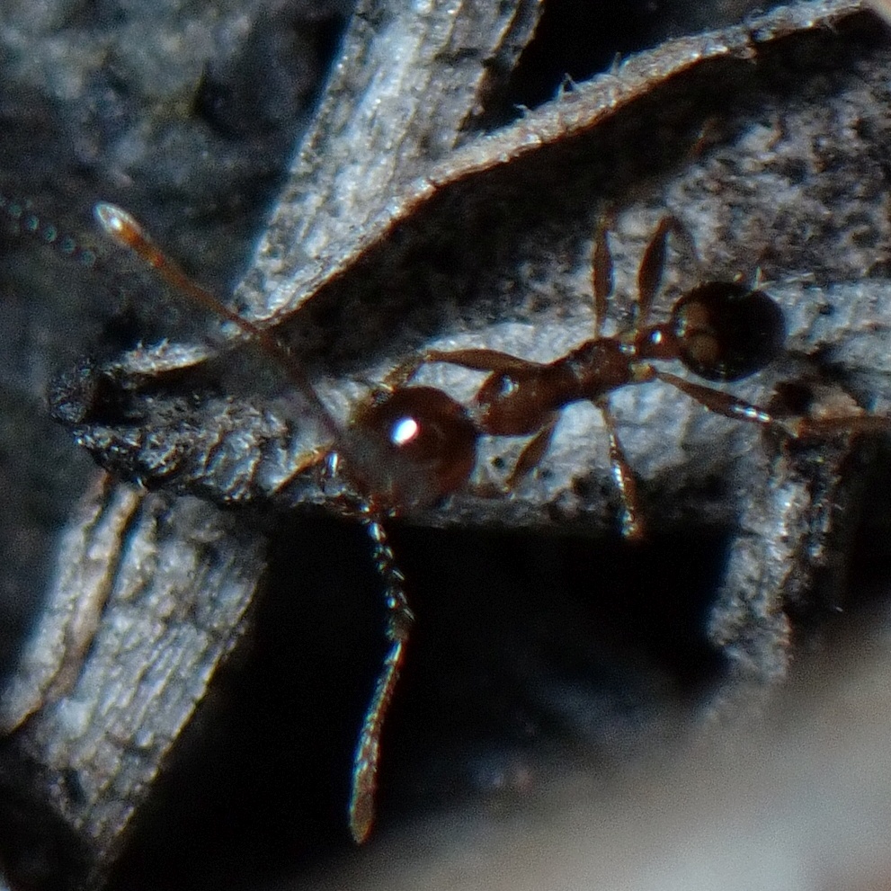 Hormiga africana cabezona