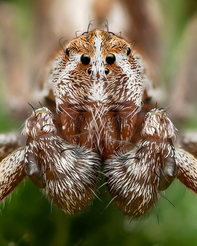 Variegated Lynx Spider, England, GB, photo 8 of 10