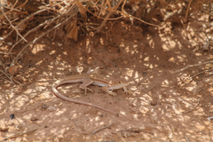 Acanthodactylus boskianus asper