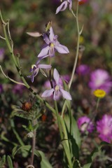 Cyanella orchidiformis