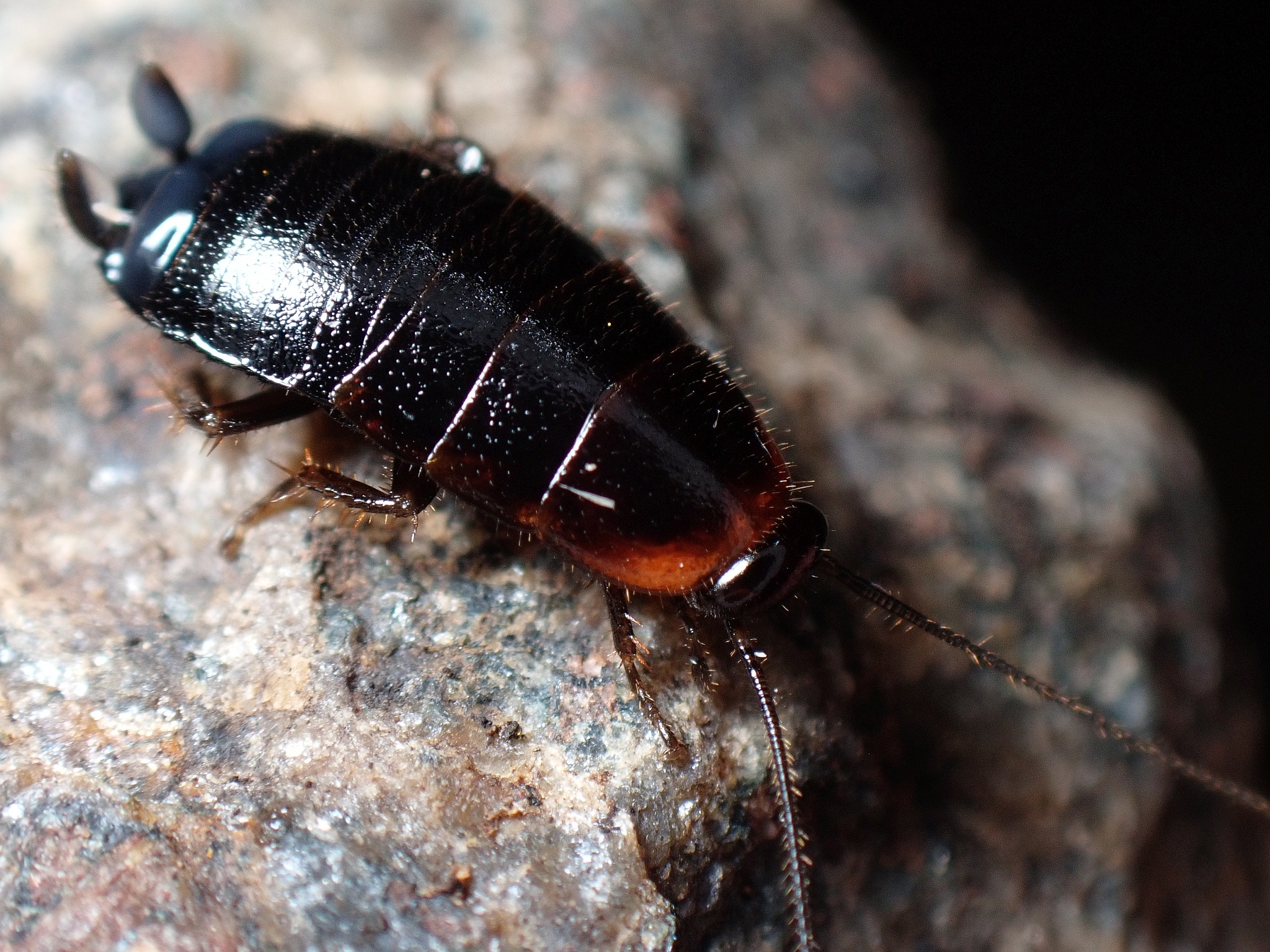 Loboptera canariensis