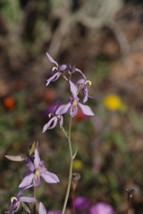 Cyanella orchidiformis