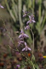 Cyanella orchidiformis