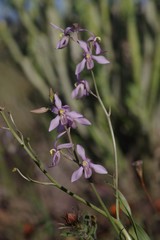 Cyanella orchidiformis