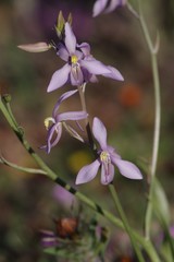 Cyanella orchidiformis
