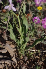 Cyanella orchidiformis
