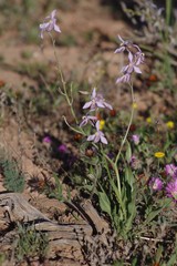 Cyanella orchidiformis