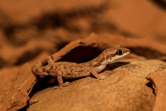 Tropiocolotes algericus