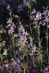 Cyanella orchidiformis